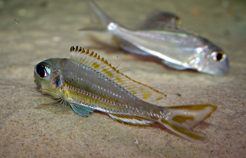 Xenotilapia ornatipinnis 'Burundi'